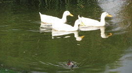 Timeline: Noticias de Sociales