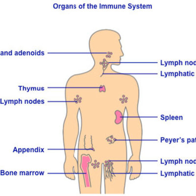 Timeline: Immune System