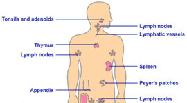 Timeline: Immune System