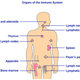 Organs immune system w