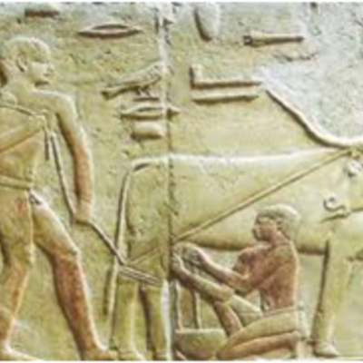 Timeline: Historia de la Medicina Veterinaria moderna ALDM