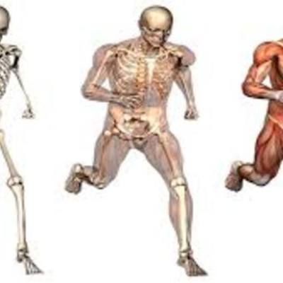 Timeline: ANATOMIA HUMANA