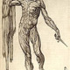 200px anatomia del corpo humano