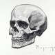 Skull drawing24