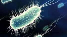 Timeline: Microbiología