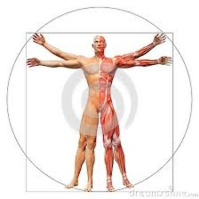 Timeline: Historia de la Anatomia