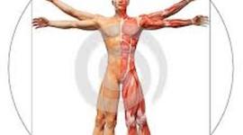 Timeline: Historia de la Anatomia