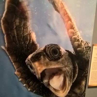 Timeline: Transición política y cambio de soberanía en Puerto Rico