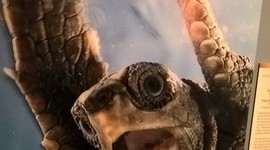 Timeline: Transición política y cambio de soberanía en Puerto Rico