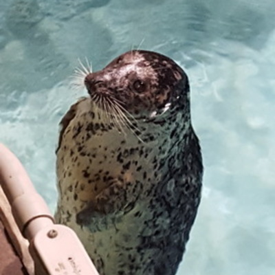 Timeline: The Terrific Timeline of Ioana Murgan