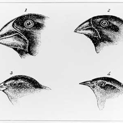 Timeline: Darwins observation