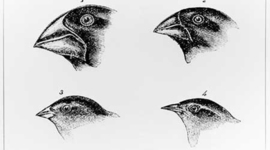 Timeline: Darwins observation