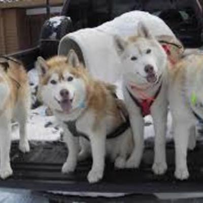 Timeline: evolution of the snowboard