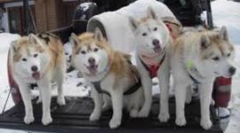 Timeline: evolution of the snowboard