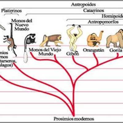 Timeline: Antropologia