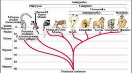 Timeline: Antropologia