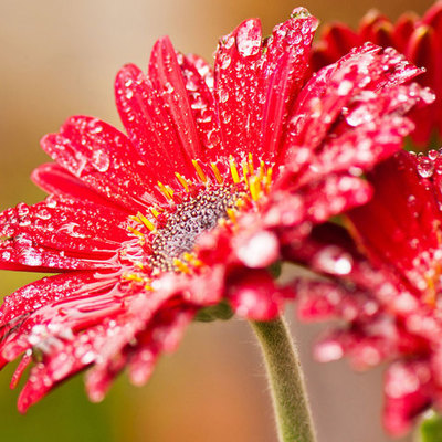 Timeline: secret garden