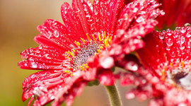 Timeline: secret garden