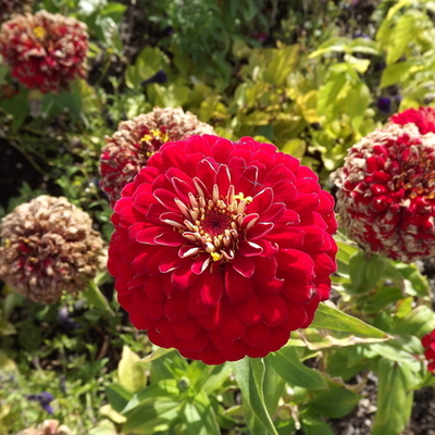 Timeline: America Involvement in World War I