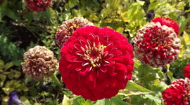 Timeline: America Involvement in World War I