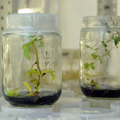 Timeline: Historia del cultivo de tejidos vegetales