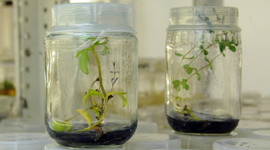 Timeline: Historia del cultivo de tejidos vegetales