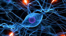 Timeline: Historia Reciente de las Neurociencias del Comportamiento