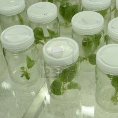 Timeline: Historia del cultivo de tejidos