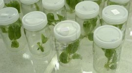 Timeline: Historia del cultivo de tejidos