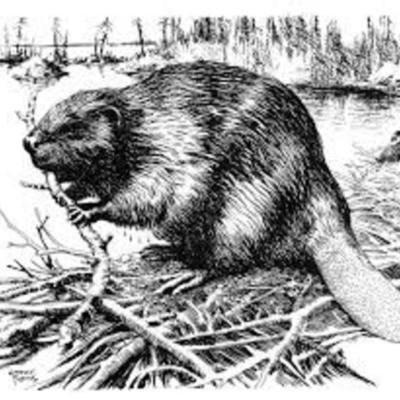 Timeline: chapter 4 the fur trade