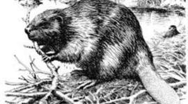 Timeline: chapter 4 the fur trade