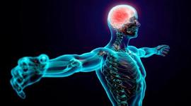 Timeline: SISTEMA NERVIOSO