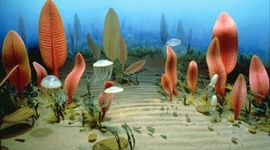 Timeline: Ediacaran period