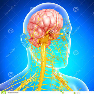 Timeline: Evolución del sistema nervioso y el cerebro