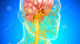 Timeline: Evolución del sistema nervioso y el cerebro