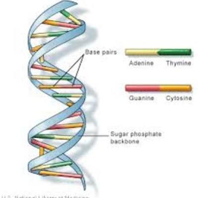 Timeline: History of DNA Timeline by Colby Victor