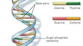 Timeline: History of DNA Timeline by Colby Victor