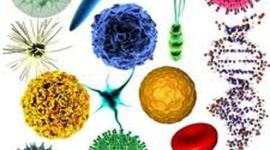 Timeline: Mikrobiológia aranykora