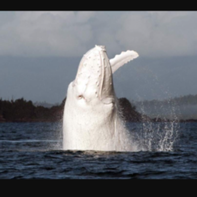 Timeline: Whale Song