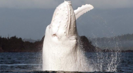 Timeline: Whale Song