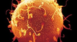 Timeline: Semanas del embarazo