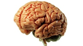 Timeline: Cerebro Angie Gómez