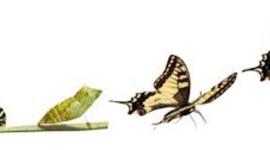 Timeline: LA PRIMERA TRANSFORMACIÓN