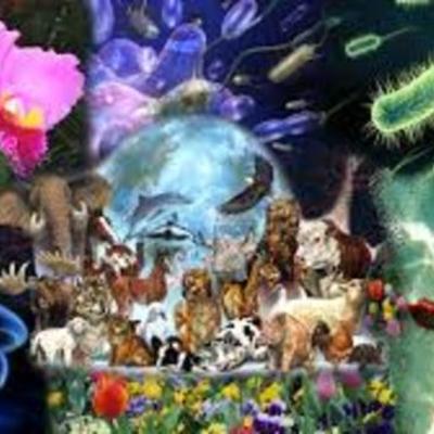 Timeline: CRONOLOGÍA DE LA CLASIFICACIÓN DE LOS REINOS EN LA NATURALEZA