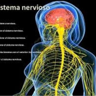 Timeline: EVOLUCION DEL SISTEMA NERVIOSO