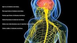 Timeline: EVOLUCION DEL SISTEMA NERVIOSO