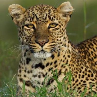 Timeline: Laurel Leopards Change Their Spots!