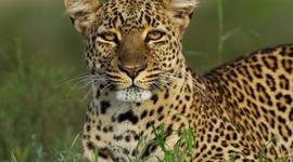 Timeline: Laurel Leopards Change Their Spots!