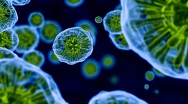 Timeline: Teoría Celular