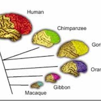 Timeline: Historia del cerebro